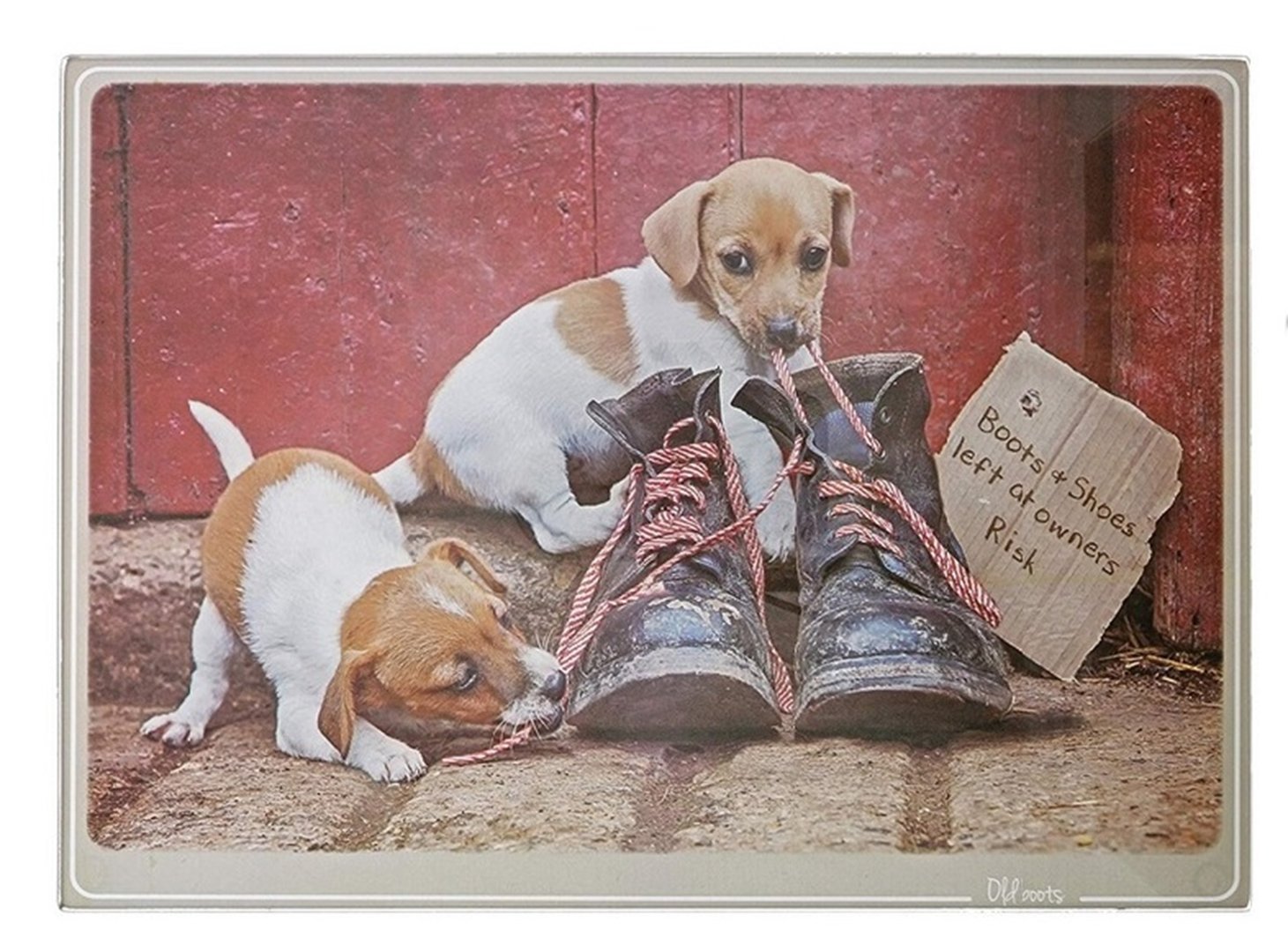 jack russell boots