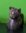 Quintessence Miniature Collectable Cats - "JESS"