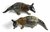 Australian Native Numbat Salt & Pepper Shakers - Ceramic