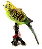 Budgerigar on Branch Jewelled Bird Trinket Box - Enamelled