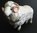 Sheep Merino Ram Jewelled & Enamelled Trinket Box or Figurine
