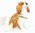 Cavalier King Charles Spaniel Dog  Trinket Box - Blenheim