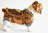British Bulldog Tan & White Jewelled Trinket Box or Figurine