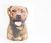 Staffordshire Bull Terrier Heritage Fine China Dog Mug