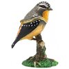 Spotted Pardalote - Beautiful Bird Jewelled Box Or Figurine