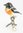 Australian Scarlet Robin - Bird Jewelled Box Or Figurine
