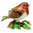 Christmas Robin on Holly Bird Trinket Box