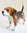 Miniature Porcelain, Beagle Dog Figurine approx 5cm High