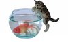 Miniature Porcelain Tabby Cat Figurine with Fish & Bowl (B)
