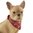 French Bulldog with Bandana Figurine - Fawn Approx 10cm High