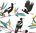 Magpie Cotton Tea Towel Aussie Bird Design Approx 74x47cm