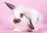 White/Brown Rabbit Bunny White Toiletry Cosmetic Bag - Pink