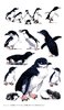 Penguin Cotton Tea Towel Aussie Design Approx 74x47cm