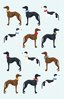 Greyhound Dog Cotton TeaTowel