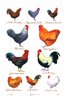 Chicken Breeds Cotton Tea Towel White